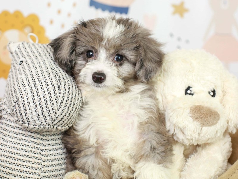 Toy Aussie Poo-Male-BLUE MERLE-3134446-Animal Kingdom | Puppies N Love