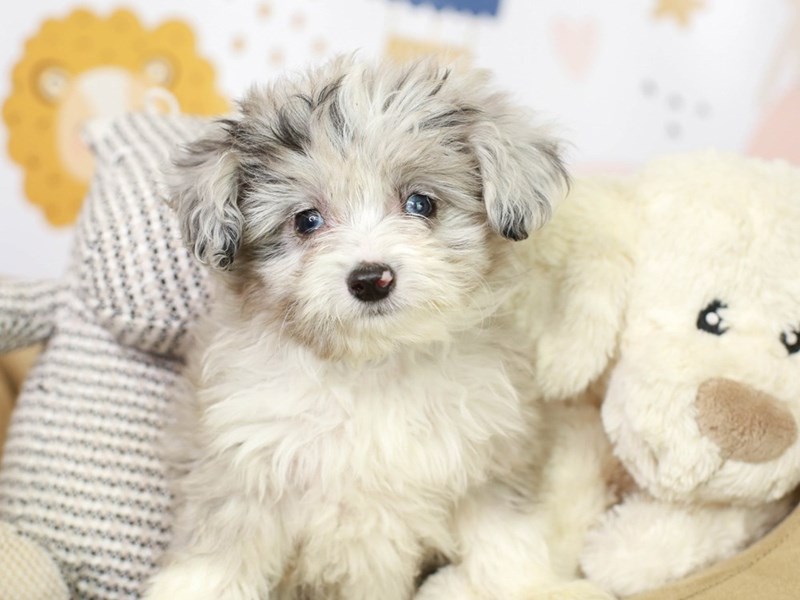 Toy Aussie Poo-Male-BLUE MERLE-3134447-Animal Kingdom | Puppies N Love