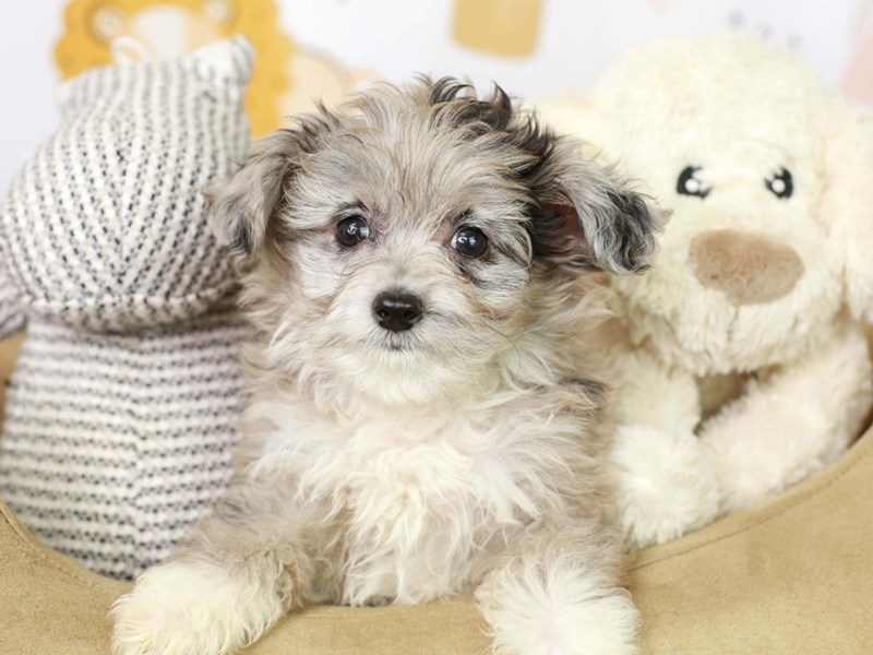 Toy Aussie Poo-Female-BLUE MERLE-3134448-Animal Kingdom | Puppies N Love