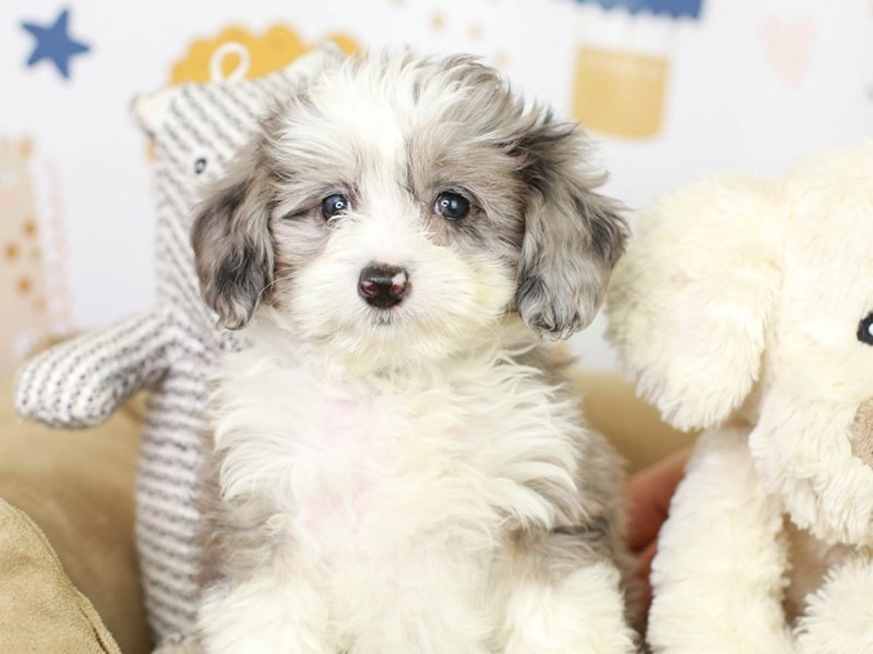 Toy Aussie Poo DOG Female BLUE MERLE 3134452 Animal Kingdom