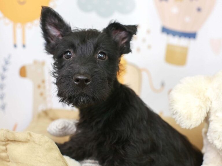 Scottish Terrier