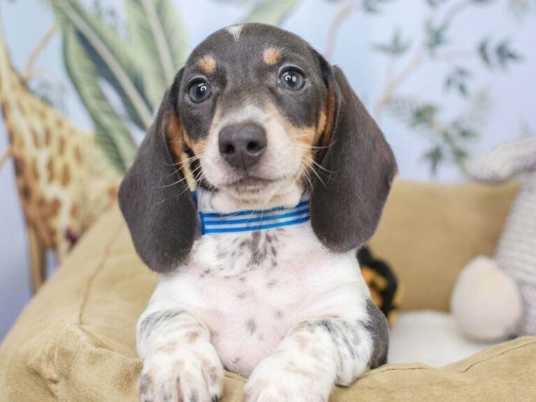 Dachshund