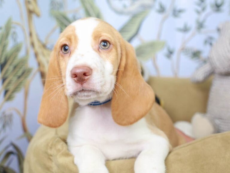 Beagle
