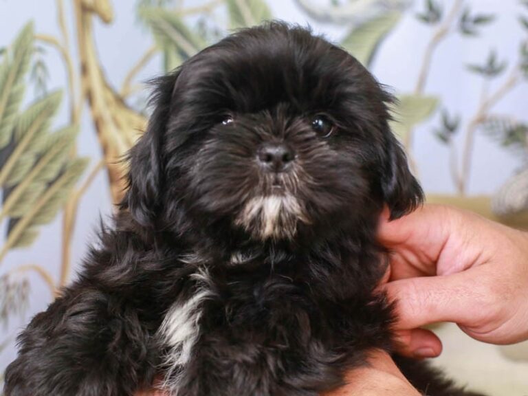 Shih Tzu