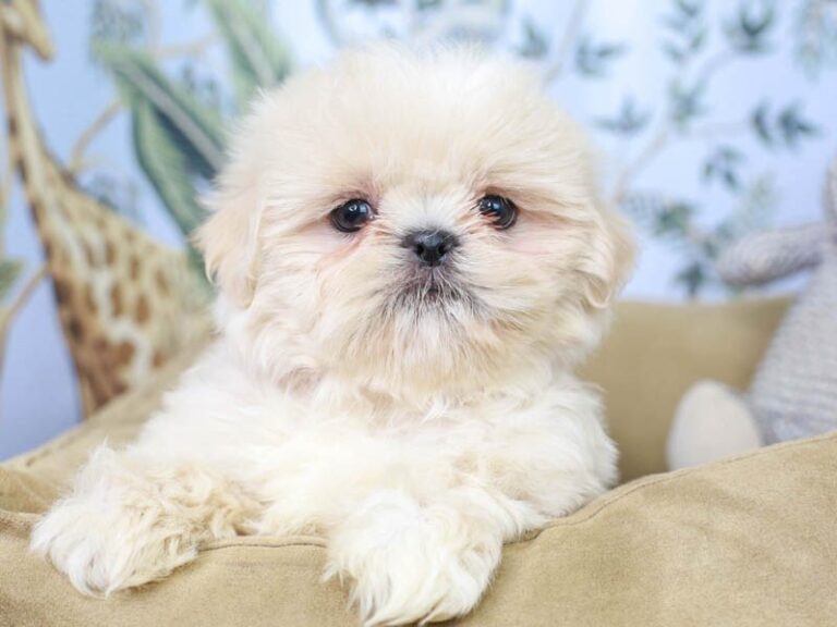 Shih Tzu