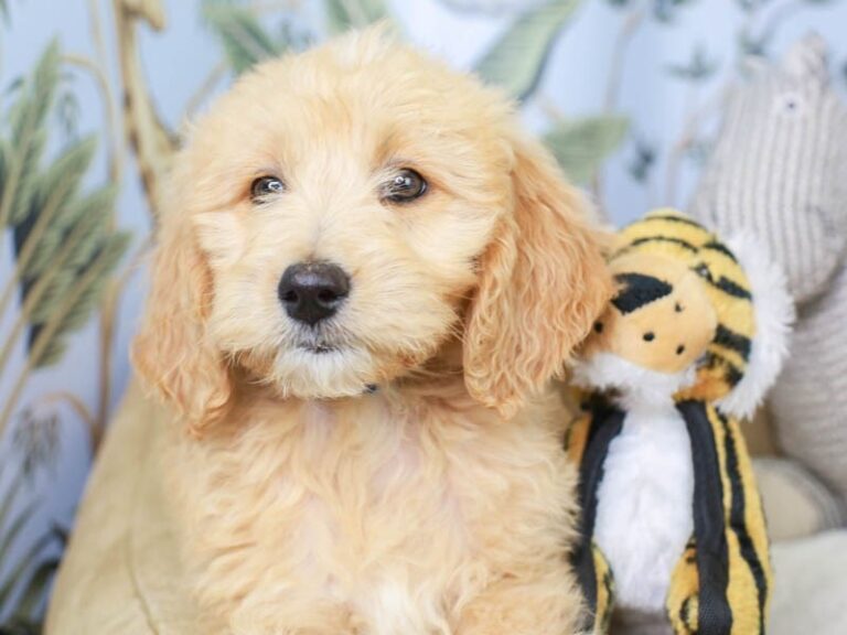 Goldendoodle