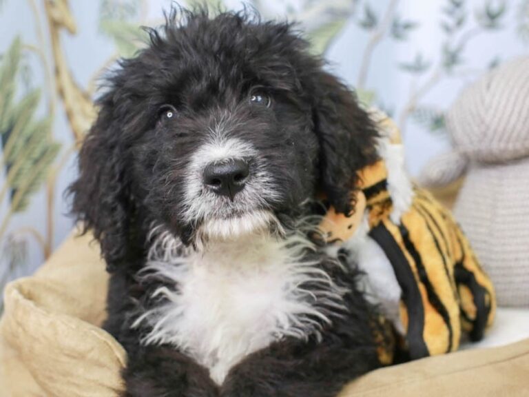 Bernedoodle