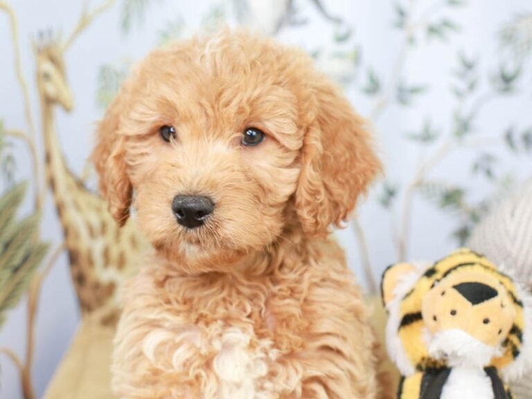 Mini Goldendoodle