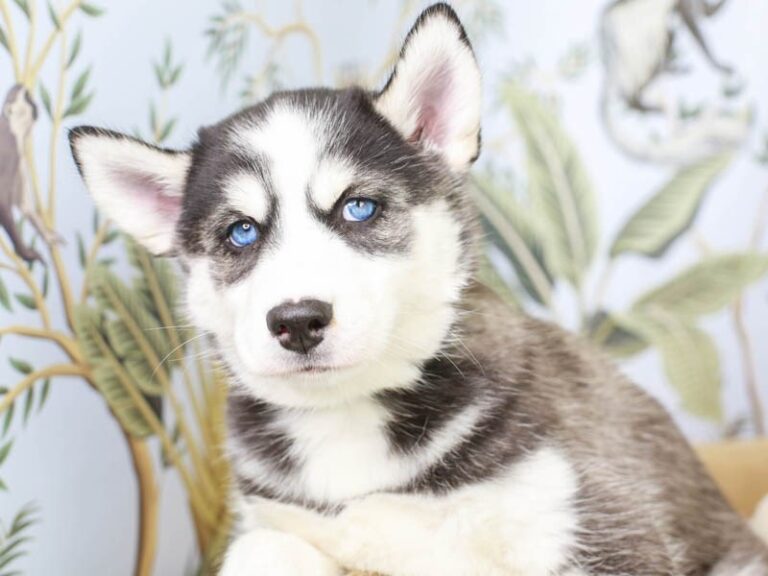 Siberian Husky