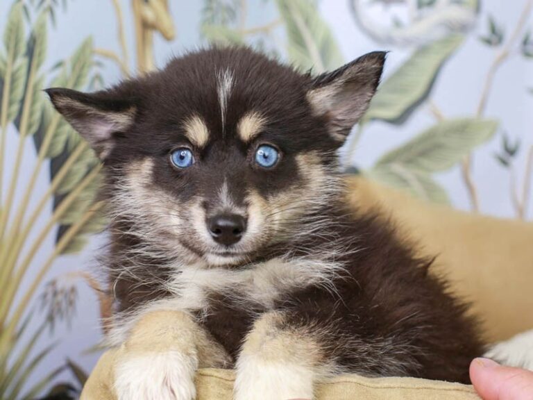 Pomsky