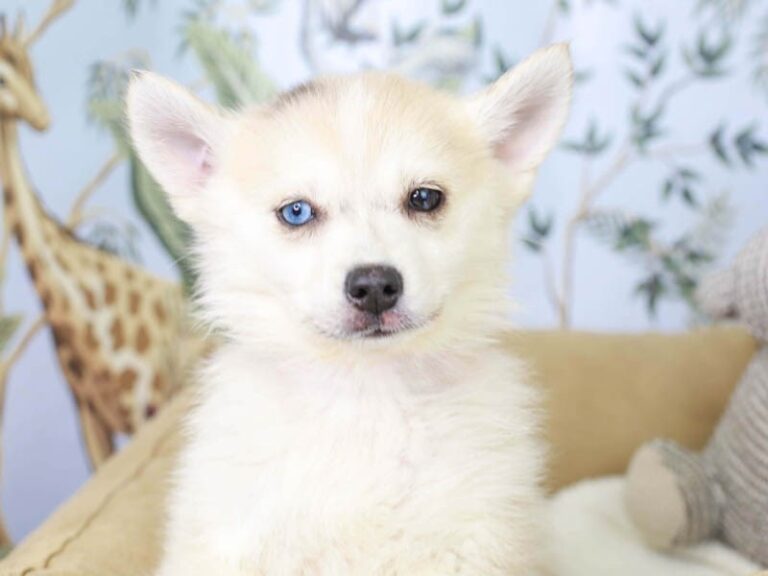 Pomsky