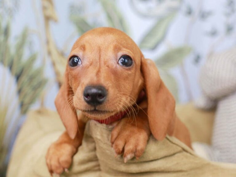 Dachshund