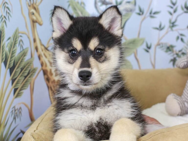 Pomsky
