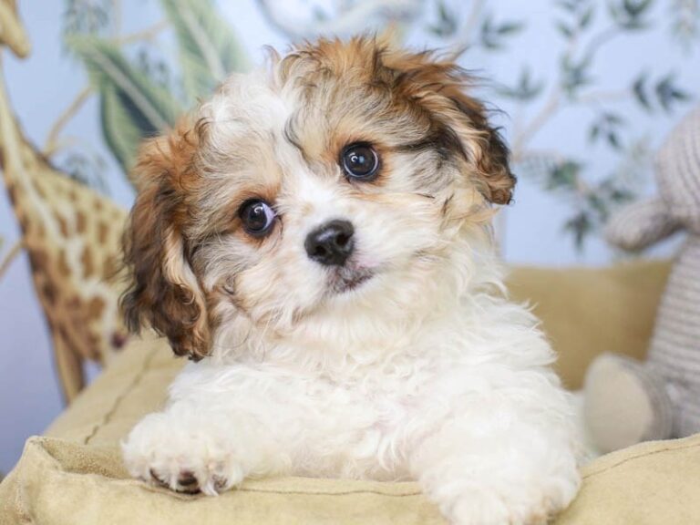 Cavachon