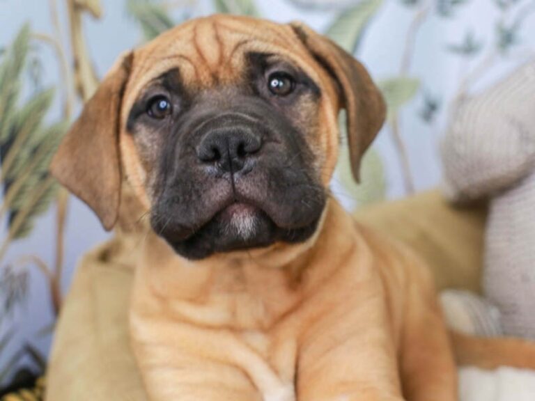 Bullmastiff