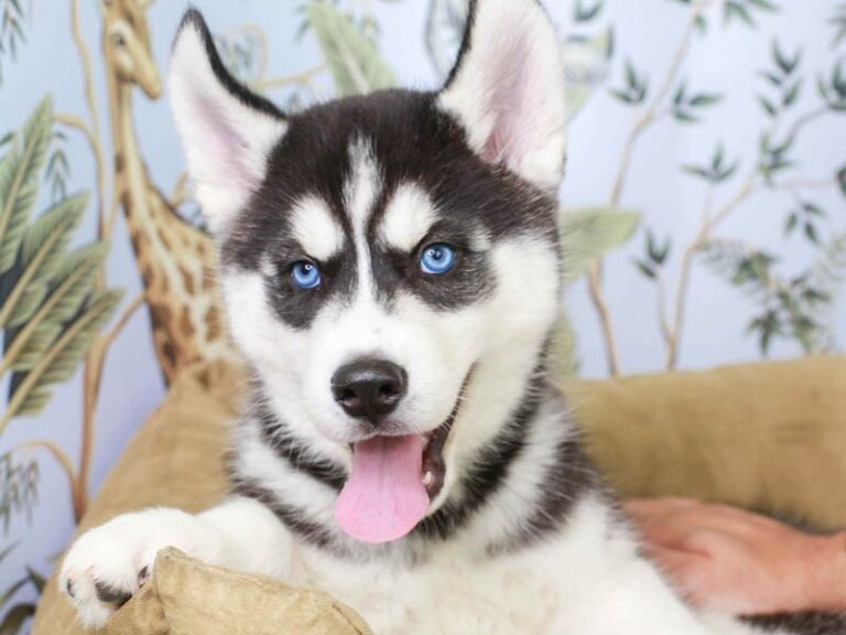 Siberian Husky