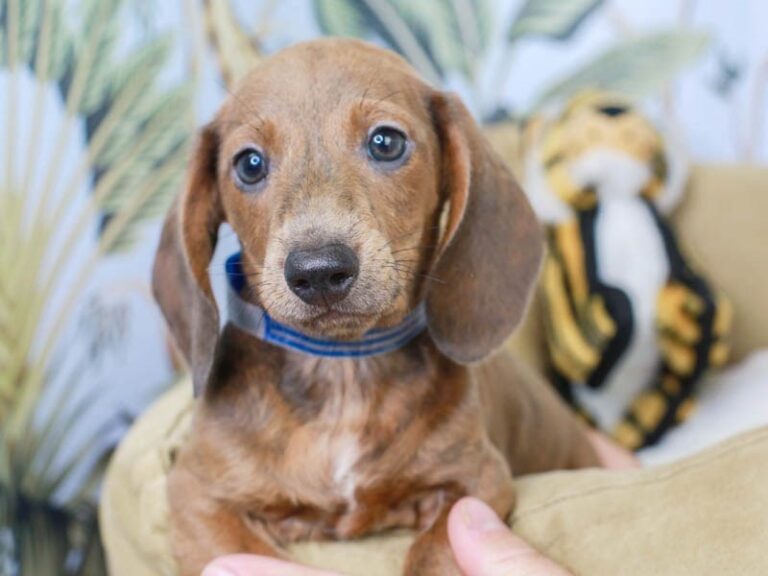 Dachshund