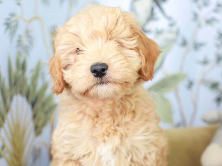 Mini Goldendoodle