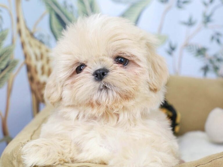 Shih Tzu