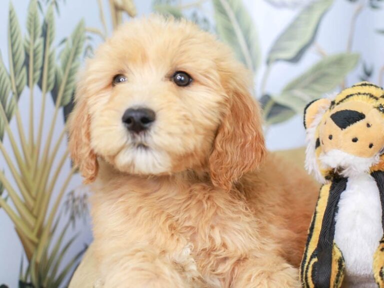 Goldendoodle