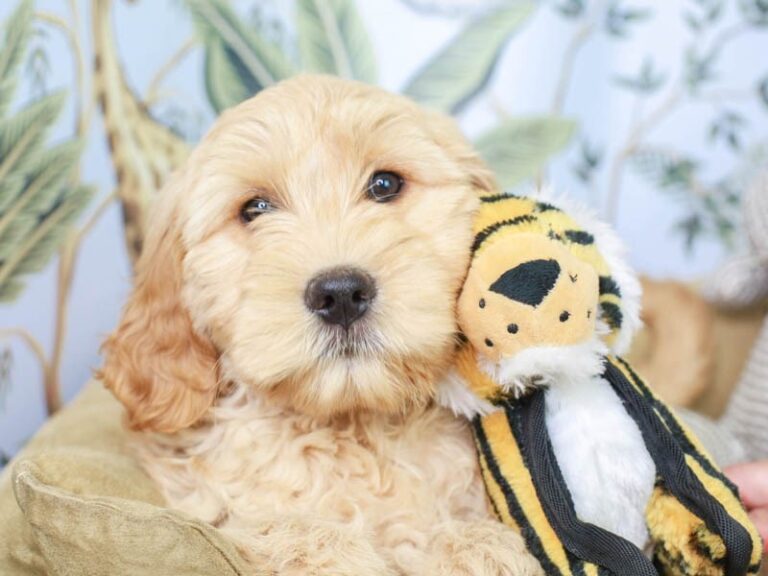 Mini Goldendoodle