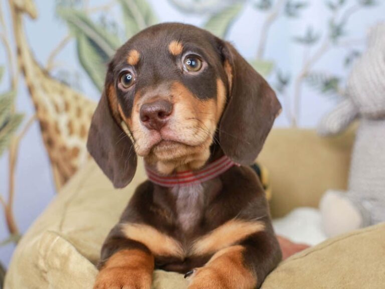 Dachshund