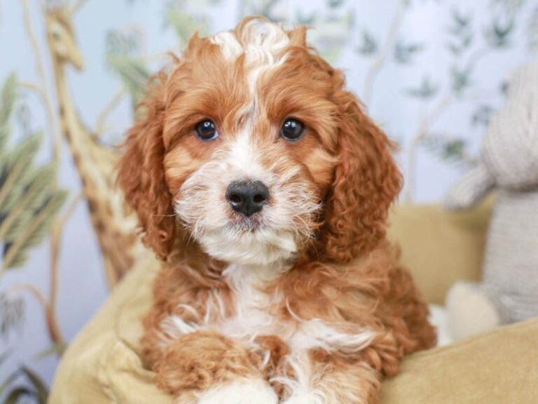 Cavapoo