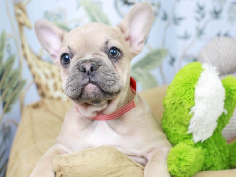 French Bulldog