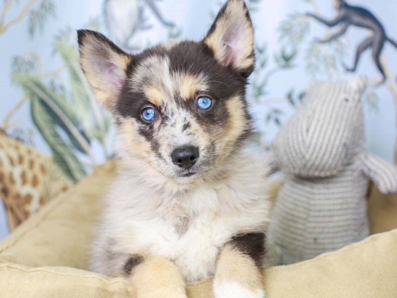 Pomsky plush 2025