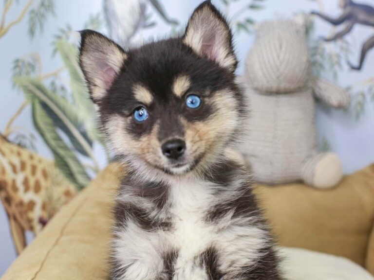 Pomsky