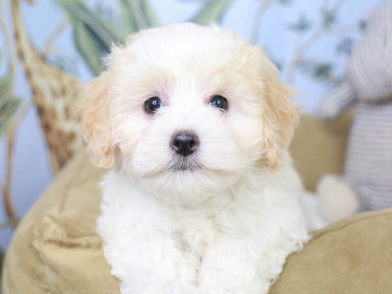 Maltipoo