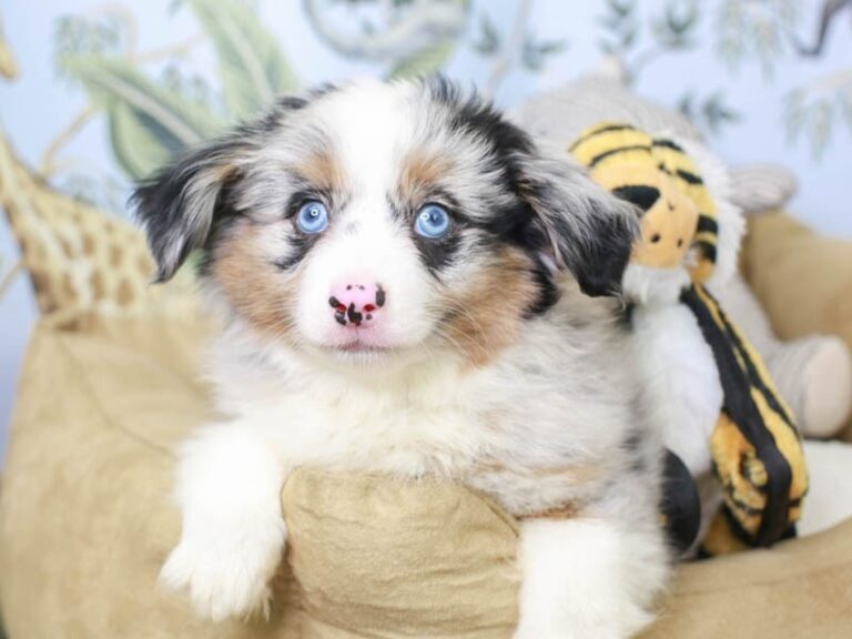Mini Aussie