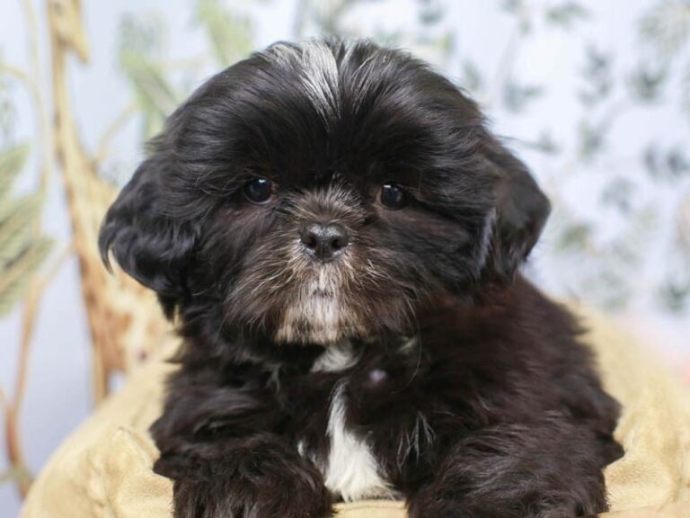 Shih Tzu
