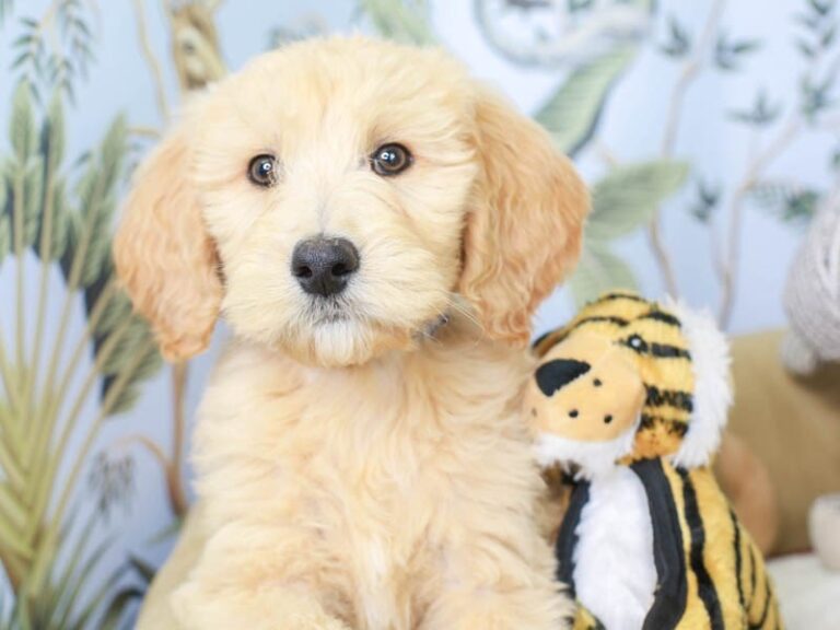 Goldendoodle