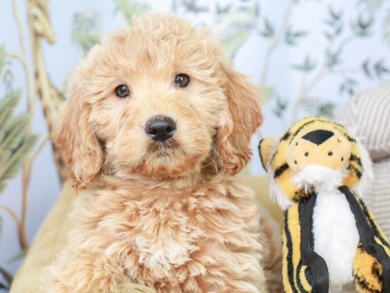 Mini Goldendoodle