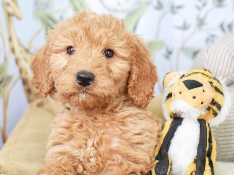 Mini Goldendoodle
