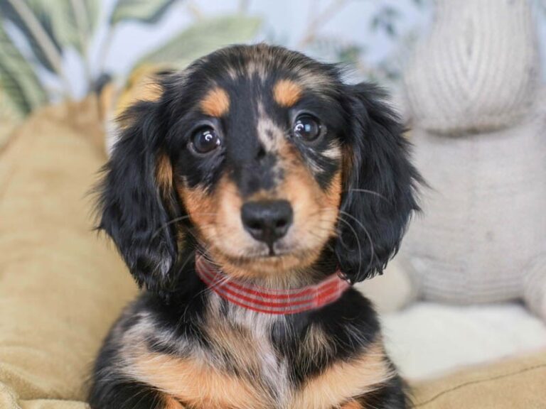 Dachshund