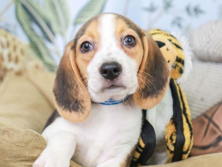 Beagle
