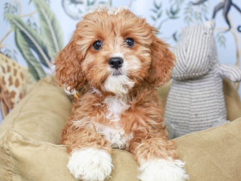 Cavapoo
