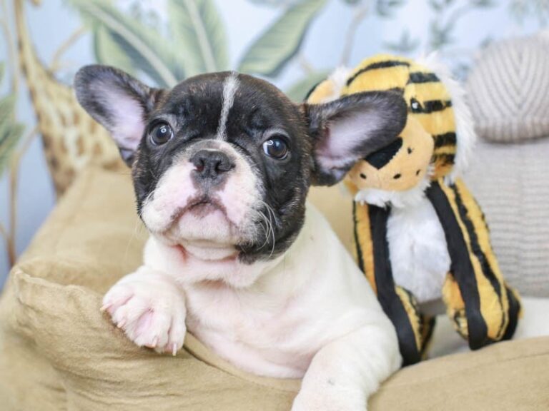French Bulldog