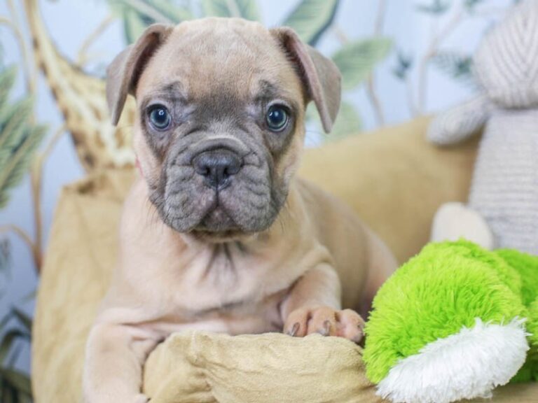 French Bulldog