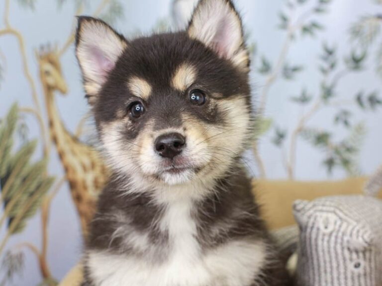 Pomsky