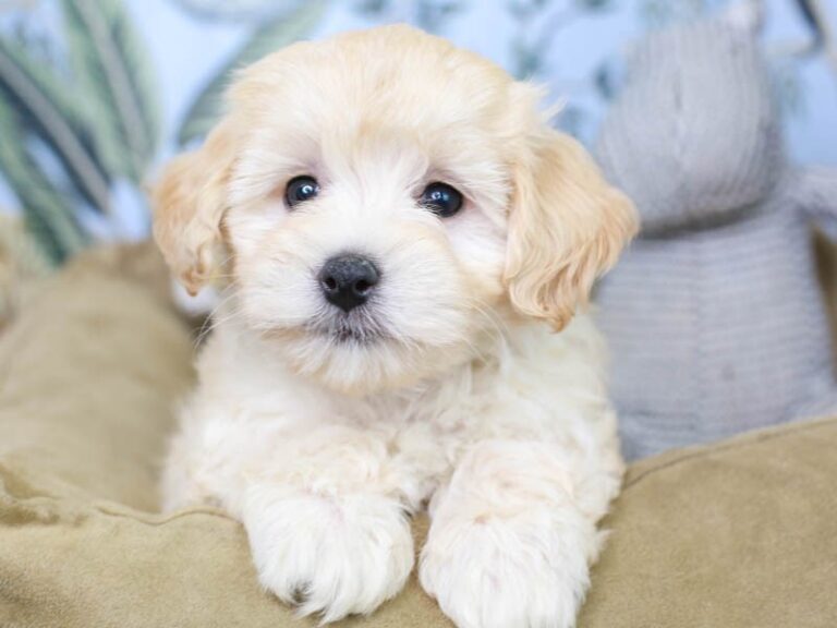 Maltipoo