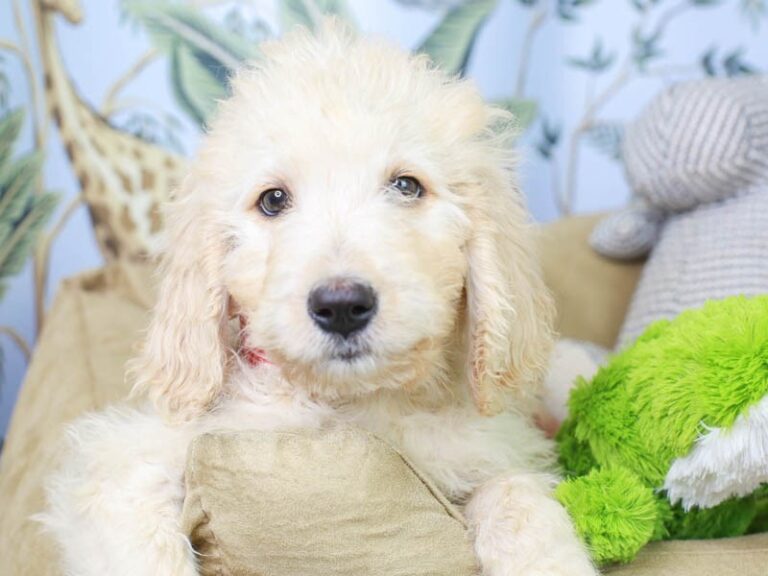 Goldendoodle