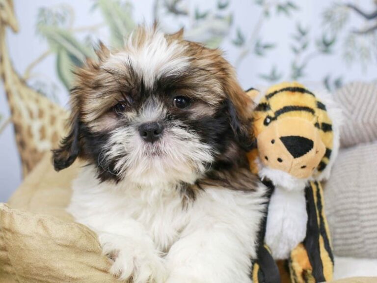 Shih Tzu