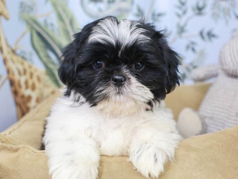 Shih Tzu