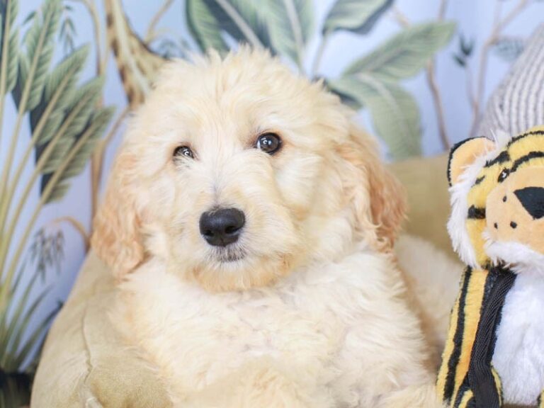 Goldendoodle