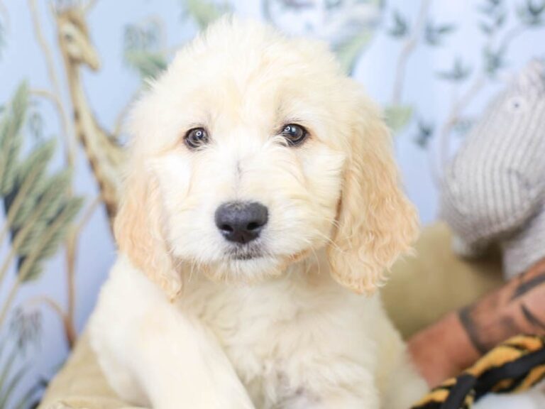 Goldendoodle