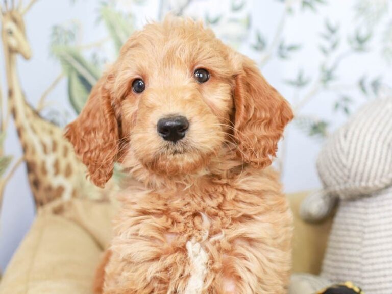 Mini Goldendoodle