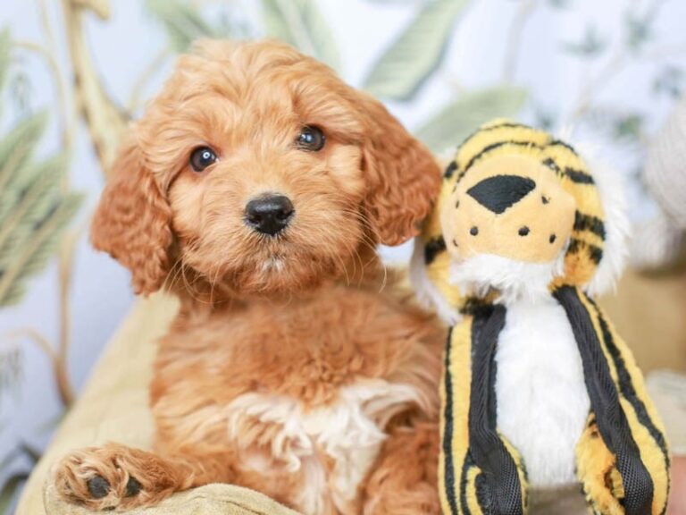 Mini Goldendoodle
